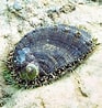 Afbeeldingsresultaten voor "haliotis Tuberculata". Grootte: 93 x 98. Bron: www.monaconatureencyclopedia.com