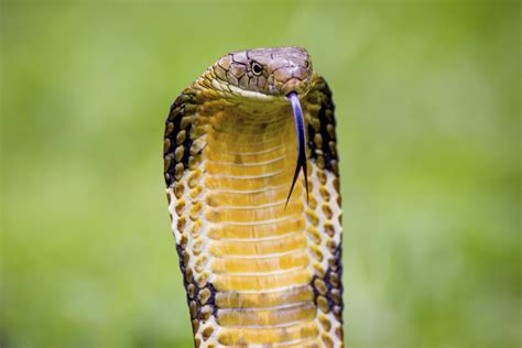 indian king cobra snake wallpaper  images