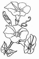 Glory Morning Coloring Pages Drawing Flowers Flower Flickr Vine Line Colouring Drawings Patterns Glories Sew Kids Color Embroidery Clip Via sketch template