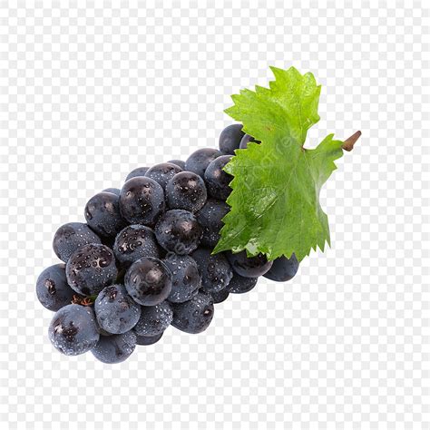 gambar anggur anggur grapevine anggur ungu png transparan  clipart  unduhan gratis