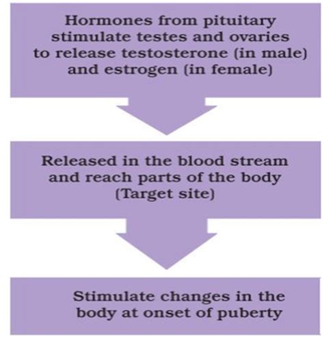 Role Of Hormones In Initiating Reproductive Function Notes Ncert