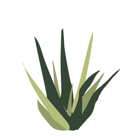maguey  vegetacion ilustracion digital plantas