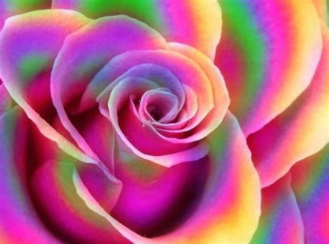 Colored Rose Rainbow Roses Colorful Roses Beautiful Flowers