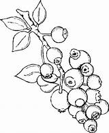 Coloring Blueberry Berries Clipart Drawing Outline Pages Berry Blueberries Bush Getdrawings Kids Garden Growers Webstockreview sketch template