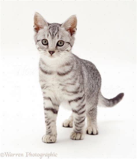 silver tabby kitten standing photo wp