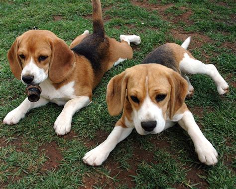 beagle dogs wallpapers pets cute  docile