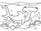 Coloring Shark Hammerhead Pages Printable Colouring Museprintables Color Ocean Kids Choose Board Week sketch template