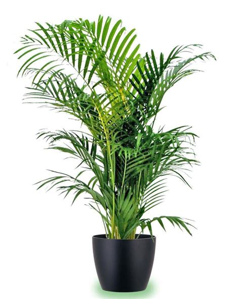 areca palm plant delivery tulsa jenks bixby