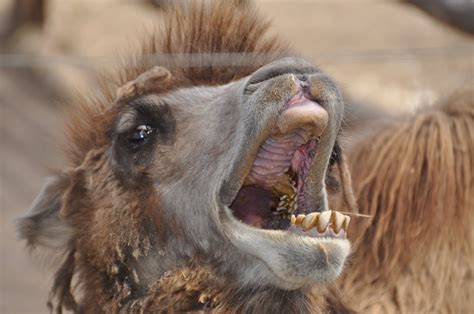 camel  stock photo bactrian camel face