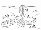 Kobra Naja Schlange Kolorowanki Ausmalbild Anaconda Kolorowanka Serpent Ausmalen Cobras Druku Spitting Dzieci sketch template