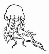 Jellyfish Animals Coloring Kb sketch template