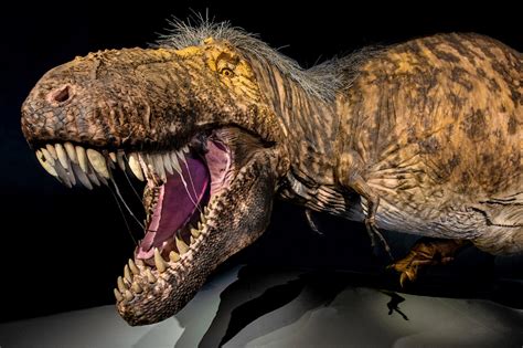rex exhibit features terrifying beast   feathery mullet