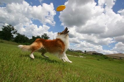 playing   dog highland canine professional dog training