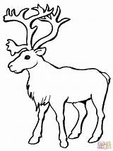 Reindeer Caribou Coloring Pages Silhouettes Drawing Do sketch template