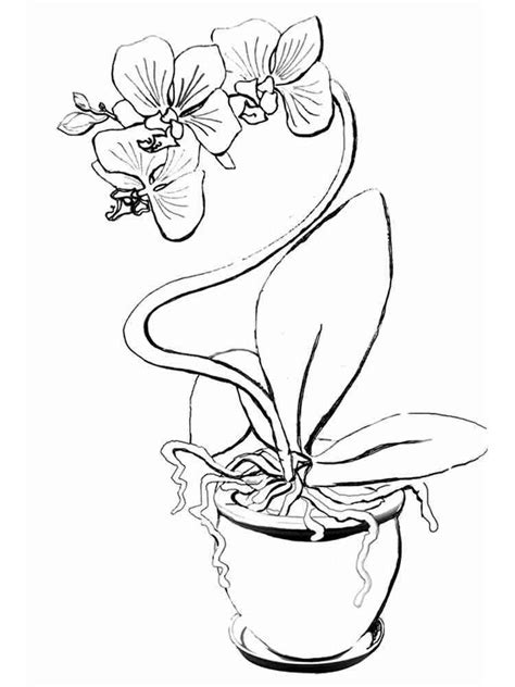 orchid coloring pages