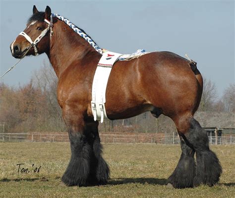 worlds   beautiful draft horse breeds  heavy horses pethelpful