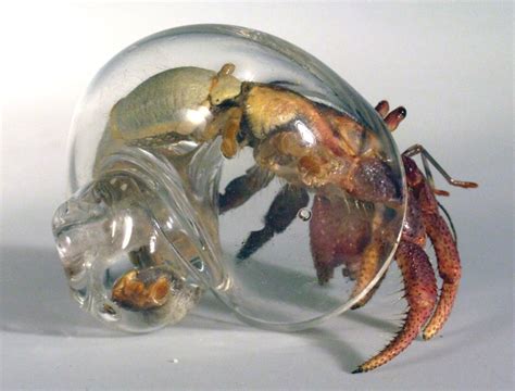 hand blown glass hermit crab shells