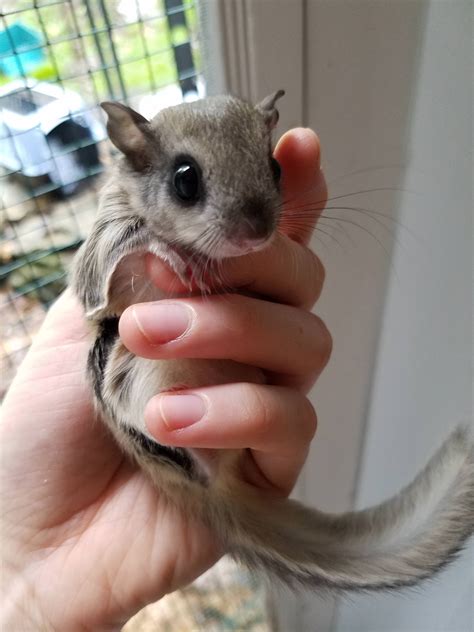 baby flying squirrel   raww