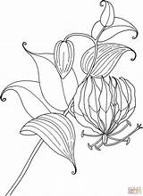Lily Coloring Glory Lilies Gloriosa Pages Flower Tropical Calla Easter Morning Tiger Printable Drawing Rothschildiana Simple Plant Color Getdrawings Hydrangea sketch template