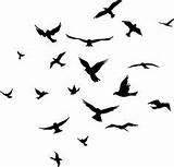 Birds Flock Bird Coloring Silhouette Wall Flight Tattoo Empty Frames Decals Stickers 226px 65kb Drawings sketch template
