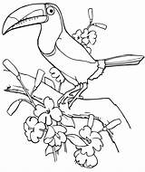 Toucan Bestcoloringpagesforkids Stranice Toucans Bojanje Zabavne sketch template