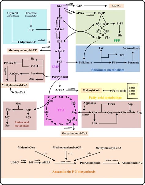 metabolic pathways chart
