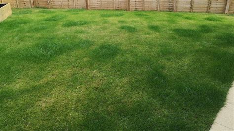 treat patchy grass eden lawn care  snow removal