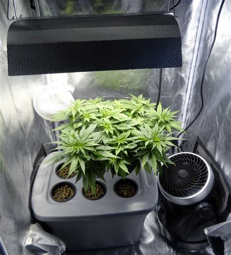 grow  single marijuana plant indoors bonza blog
