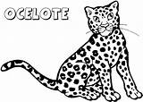 Leopardo Ocelot Ocelotes Cucciolo Animali Coloradisegni Pages2color Brisa Utililidad Aporta Pueda Deseo Hacer sketch template