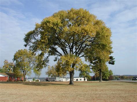 ulmus americana american elm princeton elm wk