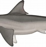 Afbeeldingsresultaten voor "carcharhinus Fitzroyensis". Grootte: 180 x 119. Bron: marinewise.com.au