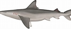 Afbeeldingsresultaten voor "carcharhinus Fitzroyensis". Grootte: 237 x 100. Bron: marinewise.com.au