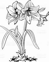 Amaryllis Flower Vector Drawing Line Illustrations Clip Stock Dessin sketch template