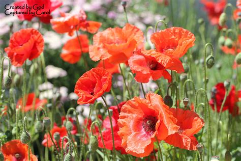 Poppies