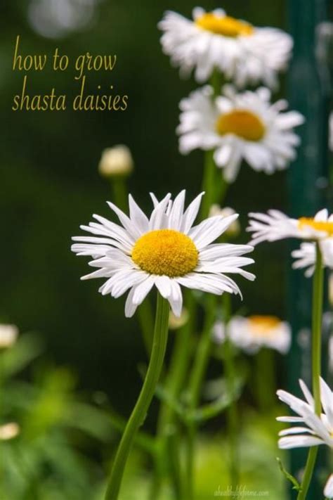 grow shasta daisy shasta daisies garden landscape design