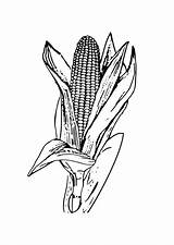 Para Colorear Corn Coloring Maiz Edupics Mazorca Drawing sketch template
