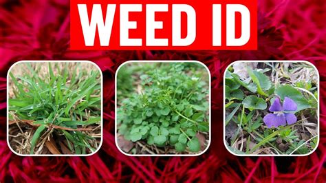 weed identification  spring identify weeds   lawn youtube