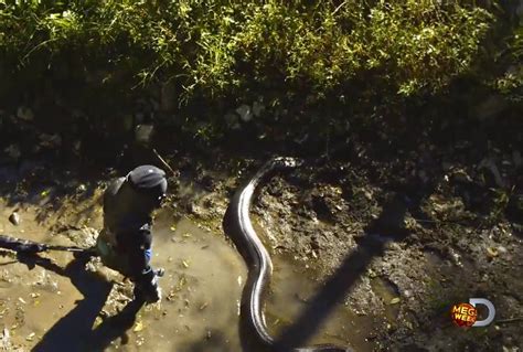 Discovery Show About Man Eaten Alive By Anaconda The