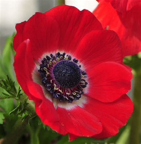 anemone flowers flowerinfoorg