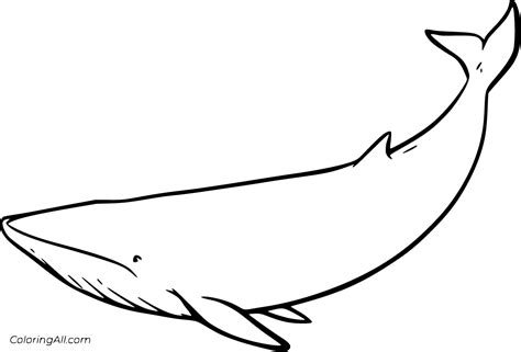 baleen whales coloring pages coloringall