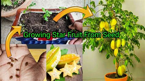 grow star fruit  pot  seed  harvest full  years updates