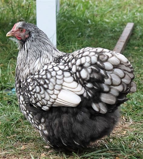 silver laced orpingtons lf page  backyard chickens learn   raise chickens