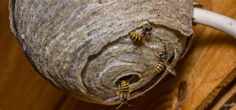 Identifying The Top 5 Insect Nests Ehrlich S Debugged Blog