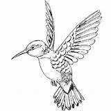 Hummingbird Line Drawing Humming Bird Getdrawings sketch template