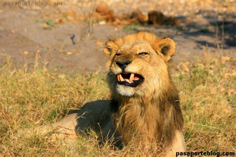 leon en la reserva de moremi safari en botswana
