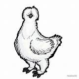 Silkie Rooster Clipartmag Fighting sketch template