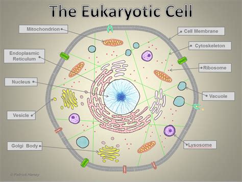 examples  eukaryotic cells differences  prokaryotic cell  eukaryotic