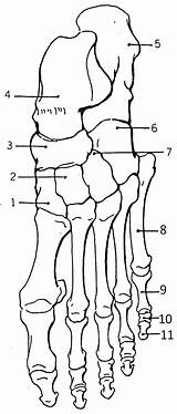 Physiology Anatomia Ossos Huesos Pé Esqueleto Biologycorner Skeletal Carpals sketch template