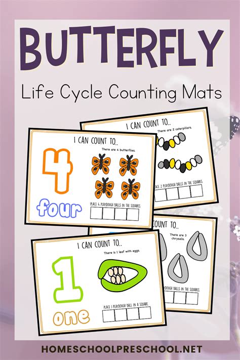 printable life cycle   butterfly activity  preschoolers