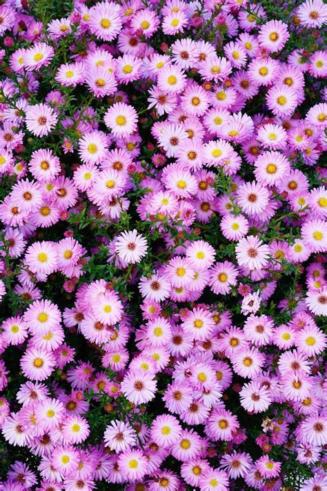pink daisies  perennials perennials perennial plants